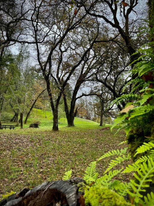 Avenue Of The Giants Pepperwood Place Miranda المظهر الخارجي الصورة